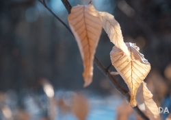 17-Bokeh