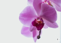 21-Macro