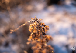Fuji-30M-Samples-7