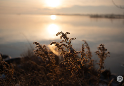 34-Flare-Resistance-1