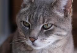 16-Good-Focus-2