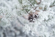 Winter Fun-19