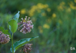 28-Bokeh-5 28-Bokeh-5
