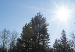 Flare-3
