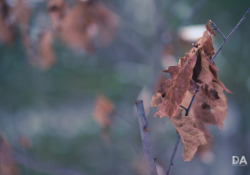 29-Bokeh