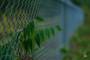 Fuji-56mm-Samples-12