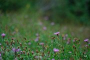 Fuji-56mm-Samples-22