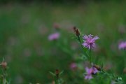Fuji-56mm-Samples-23