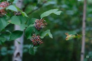 Fuji-56mm-Samples-24