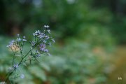 Fuji-56mm-Samples-36