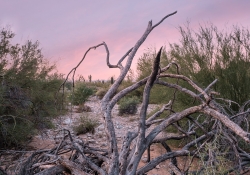 Mesquite in the Morning