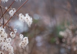 27-Bokeh-Samples-5