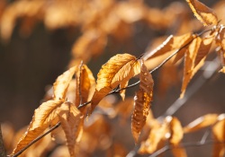 27-Bokeh-Samples