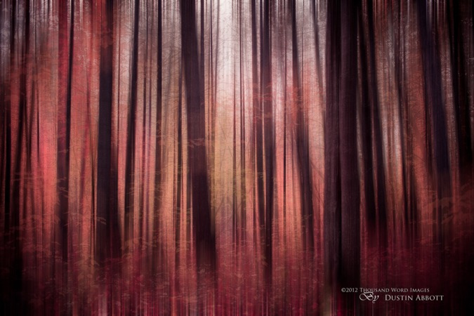 Forest for the Trees