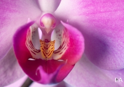20 Macro-2
