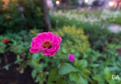 Bokeh-3