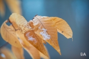 Irix 150mm F2.8 1:1 Macro