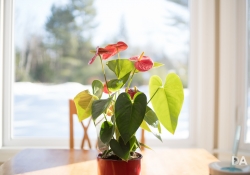 Backlit-3