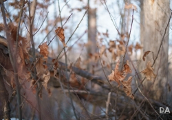 Backlit-6
