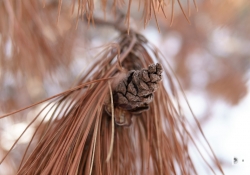 Close Focus-2