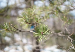 Difficult Bokeh-5
