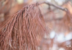 Good Situation Bokeh-4