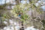 Kamlan Travel-20