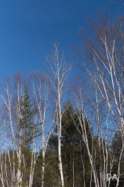 Late March Walk-10