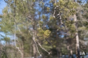 Late March Walk-11