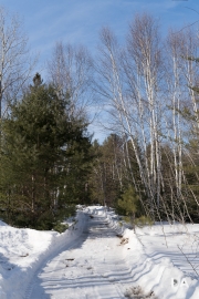 Late March Walk-15