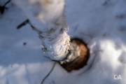 Late March Walk-2