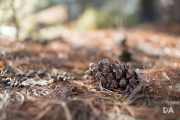 Late March Walk-3