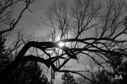 Late March Walk-4