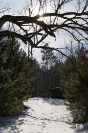 Late March Walk-6