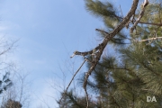 Late March Walk-8