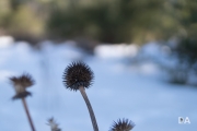 Late March Walk