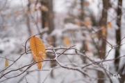 Winters Vengeance-4