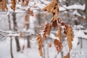 Winters Vengeance-5
