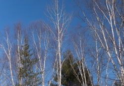 Late March Walk-10
