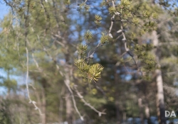 Late March Walk-11