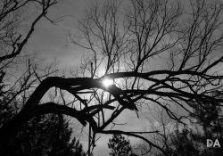 Late March Walk-4