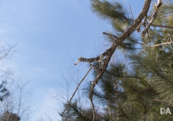 Late March Walk-8