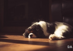 Warm Puppy-3