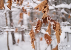 Winters Vengeance-5
