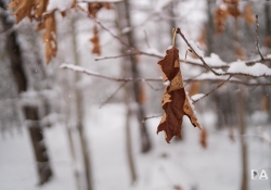 Winters Vengeance-6