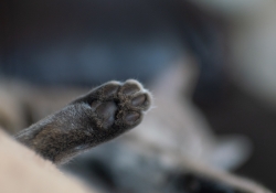 24-Bokeh-11 24-Bokeh-11