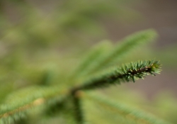 24-Bokeh-12 24-Bokeh-12