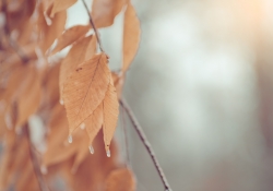 24-Bokeh-5 24-Bokeh-5