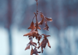 24-Bokeh-7 24-Bokeh-7