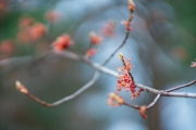 More-sony-5